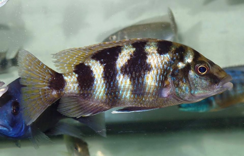 Placidochromis milomo